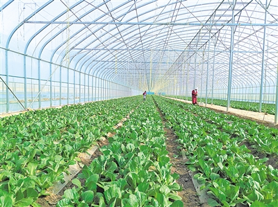     蔬菜綠色標準園輻射帶動蔬菜產量、品質和品牌提升。
