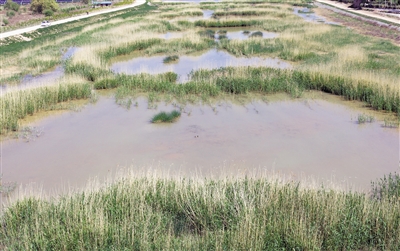 <p>　　←河道里水草豐茂，水質清澈。</p>