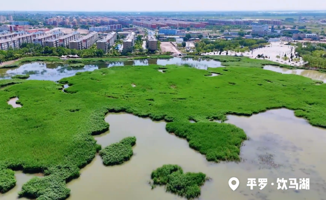 寧夏平羅飲馬湖：碧水葦密處 風動影婀娜
