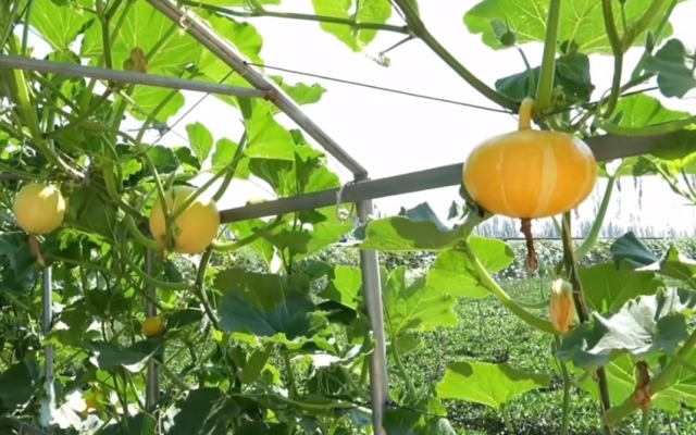 平羅縣五星村：壯大制種產業 促進產業融合發展