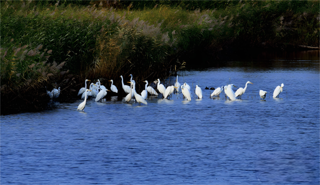 筑牢生態屏障 平羅天河灣濕地煥然新生