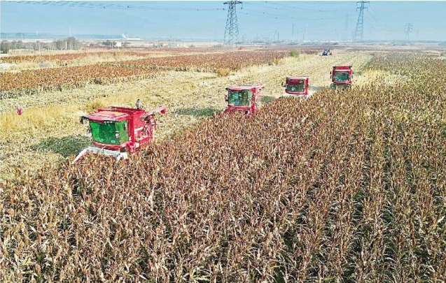 千畝耐鹽堿高粱迎豐收