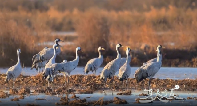 尋美寧夏｜鶴影霞途