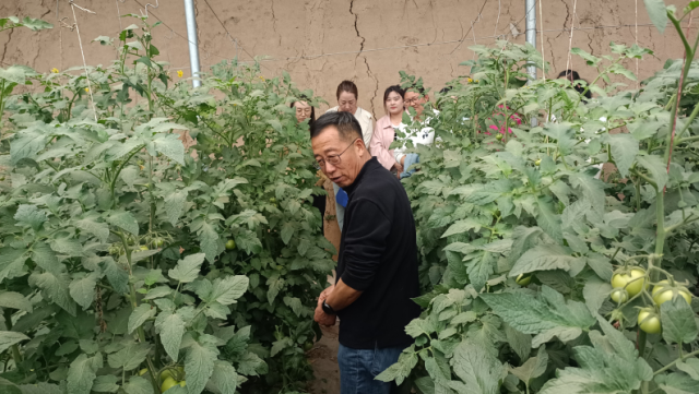巾幗逐夢新農(nóng)路 溫棚艾草展風采