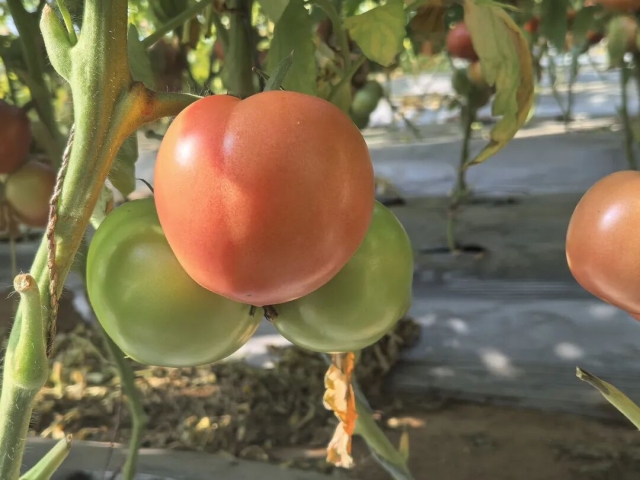 統籌推進兩化一振興 | 平羅縣紅翔新村：溫棚圓增收夢