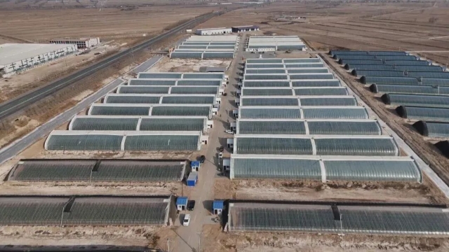 統籌推進兩化一振興 | 石嘴山市菌草產業融合示范園：菌草鋪就產業路 聯農帶農促增收