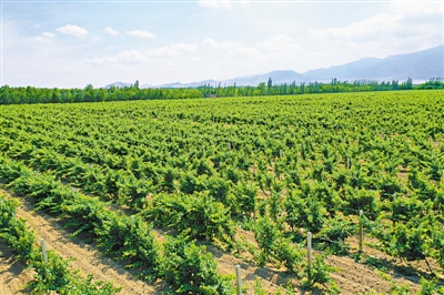 <p>　　全力打造葡萄酒產業(yè)國家現代農業(yè)產業(yè)園示范區(qū)。（本版圖片均由西夏區(qū)委宣傳部提供）</p>