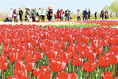     紅色——銀川花博園里盛開的郁金香紅似火焰。寧夏把良好生態環境作為最普惠的民生福祉，還百姓綠水青山，不斷滿足人民日益增長的優美生態環境需要。                 本報記者 馬楠 攝