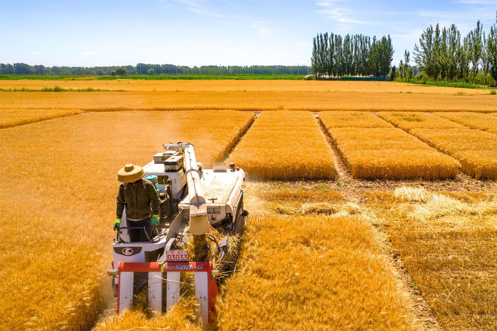 高清大圖：酷暑炎炎 寧夏小麥進入收割季