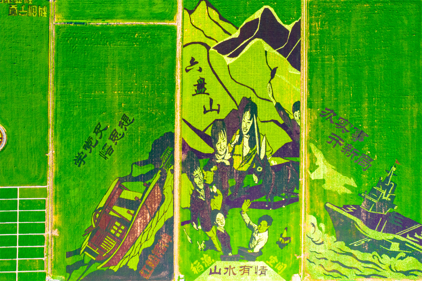 高清大圖：烈日炎炎 稻漁空間稻田畫觀賞正當時