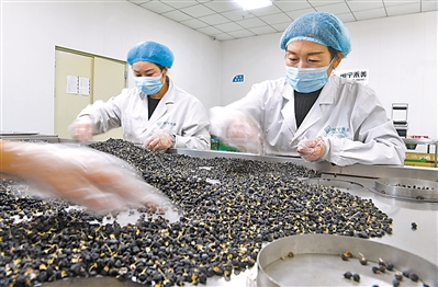 永寧縣閩寧鎮(zhèn)原隆村禾美電商扶貧車間，工作人員在分揀包裝黑枸杞。  
    本報記者 王曉龍 攝