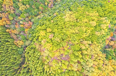 秋高氣爽，六盤山層林盡染。