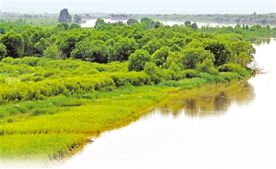     黃河岸邊水草相依，一群白鷺振翅飛翔。